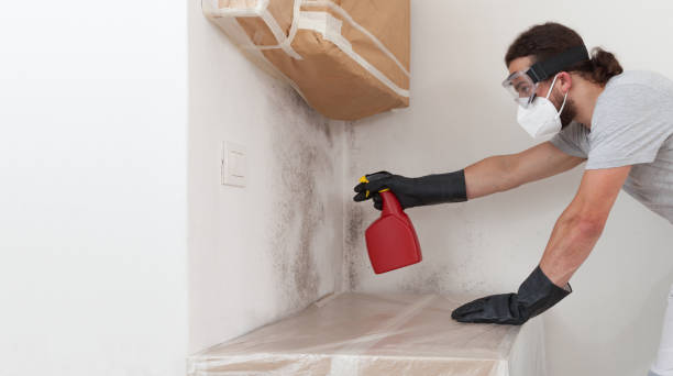 Professional Black Mold Remediation technician working in Watertown, NY